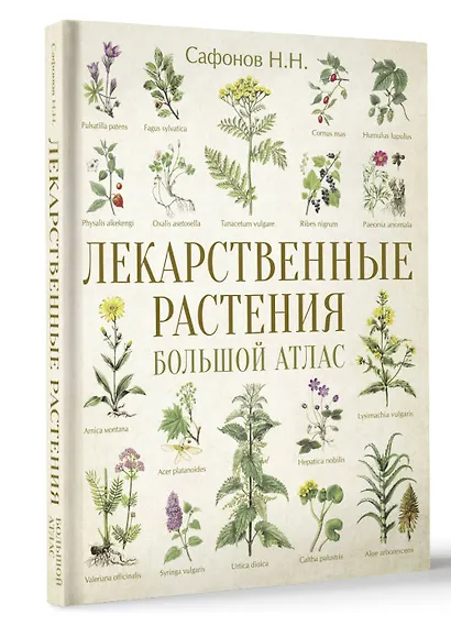Лекарственные растения. Большой атлас - фото 3