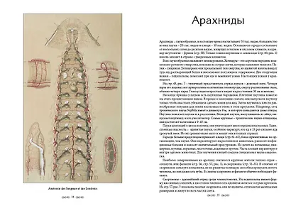 Царство животных. Членистые. Аннелиды и арахниды - фото 2