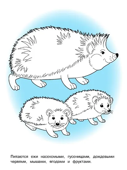 Лесные животные. Окружающий мир. Раскраска - фото 5