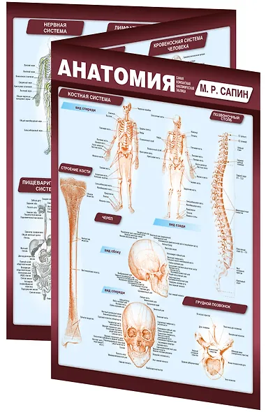Анатомия. Самая компактная анатомическая таблица - фото 3