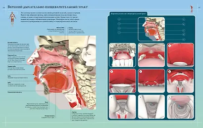 Анатомия человека 360°. Иллюстрированный атлас - фото 8
