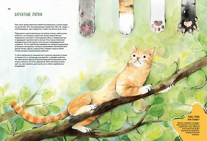 Невероятные коты. Всё, что нужно знать о любимых питомцах - фото 14