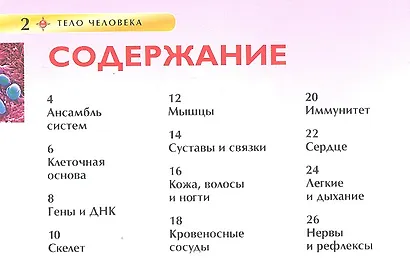 Тело человека - фото 2