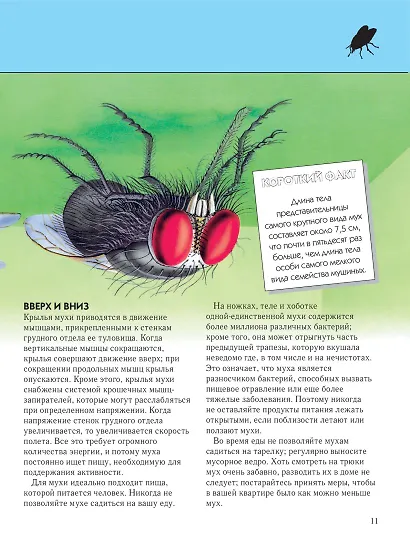 Насекомые. Полная энциклопедия - фото 15