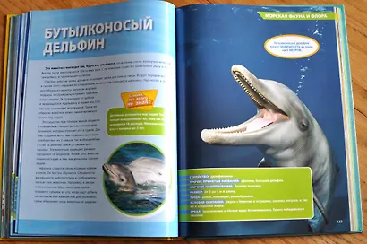Большая энциклопедия океана - фото 8