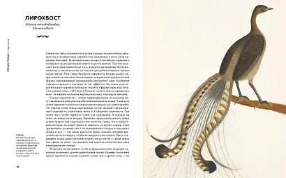 Восхитительные птицы - фото 8