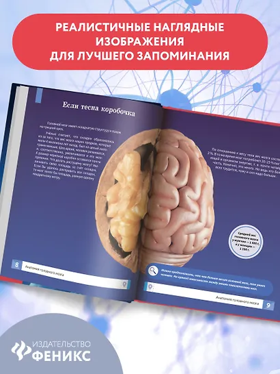 Мозг человека: самая умная энциклопедия - фото 10