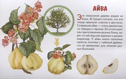 Фрукты. Обучающие карточки - фото 3