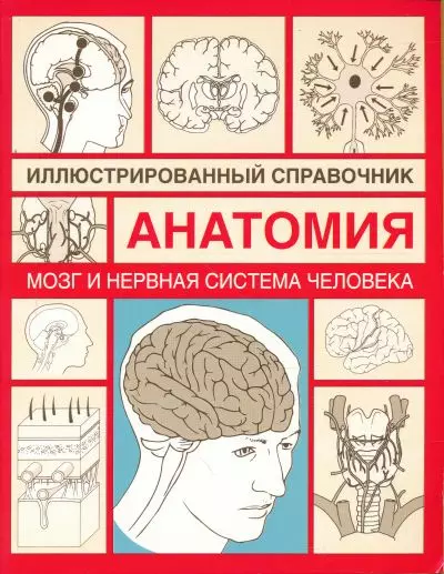 Анатомия.Мозг и нервная система человека: Иллюстрированный справочник - фото 1