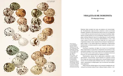 Иллюстрированная история орнитологии - фото 7