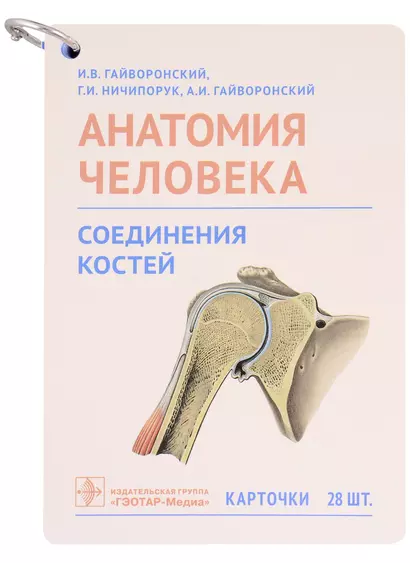 Анатомия человека. Соединения костей. Карточки: наглядное учебное пособие (28 двусторонних карточек) - фото 1