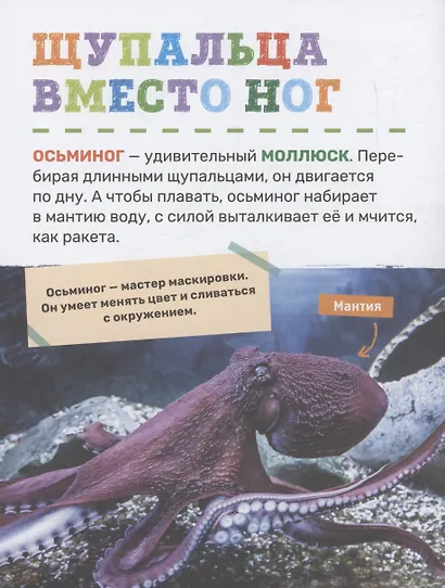 Подводный мир. Первая энциклопедия малыша - фото 6