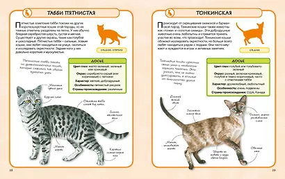 Кошки - фото 5