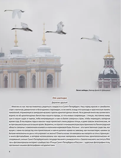 Птицы: живые сокровища Санкт-Петербурга и его пригородов - фото 7