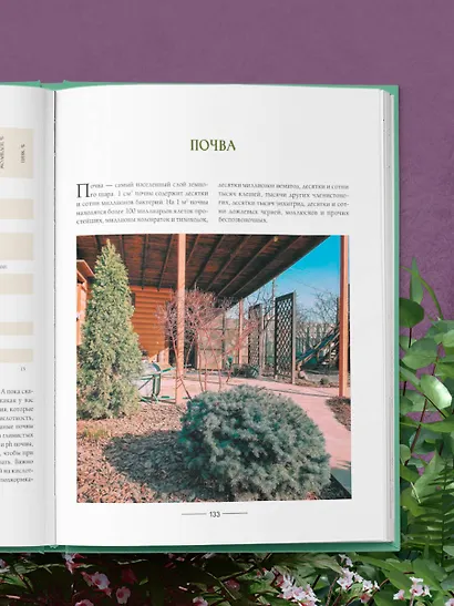 Секреты малоуходного сада. Как создать дизайн участка с неприхотливыми декоративными растениями - фото 10