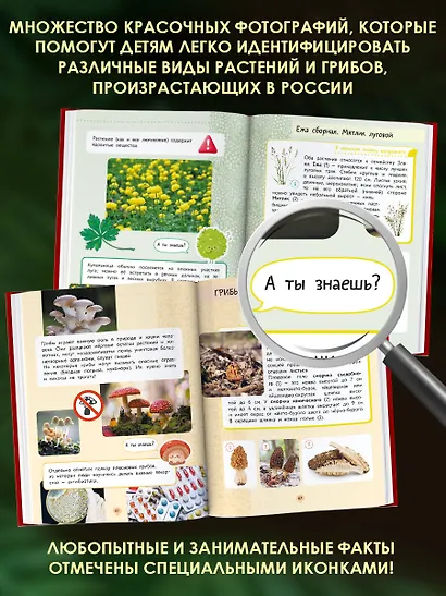 Окружающий мир. Растения и грибы - фото 5