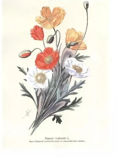 Садовые многолетники. Многолетники Наиболее Красивые и Пригодные для Садовой Культуры. - фото 5