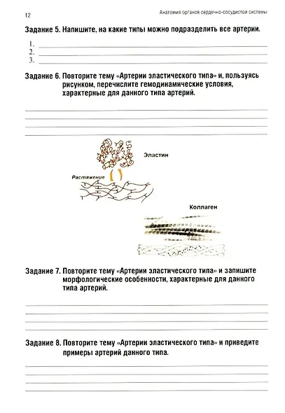 Анатомия человека: Ангиология: Ч. 7. Анатомия органов сердечно-сосудистой системы. Рабочая тетрадь - фото 5