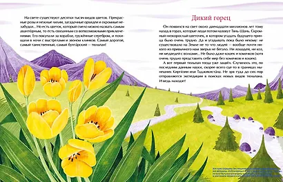 Тюльпан. Цветок султанов и мельников - фото 2