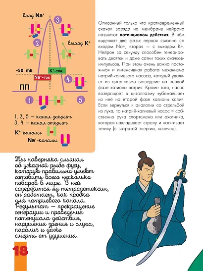 Мозг и нервная система - фото 11