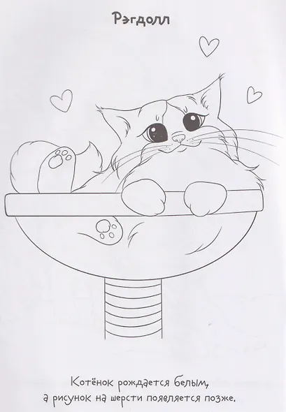 Породы котов. Книжка-раскраска с наклейками - фото 5