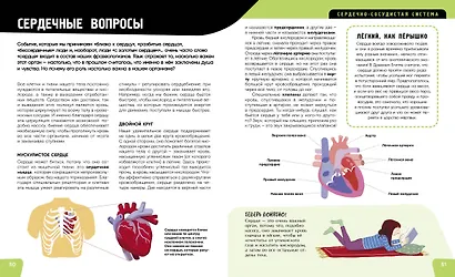 Тело человека. Самая анатомическая энциклопедия - фото 7