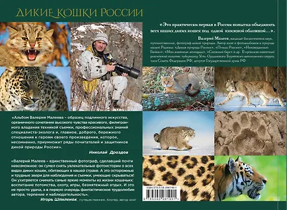 Дикие кошки России: иллюстрированный авторский фотоальбом - фото 2