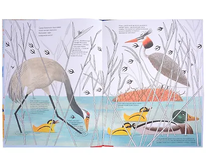 Тысяча и одна птица - фото 3