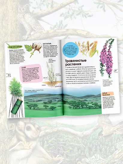 Растения - фото 4