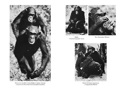 В тени человека - фото 5