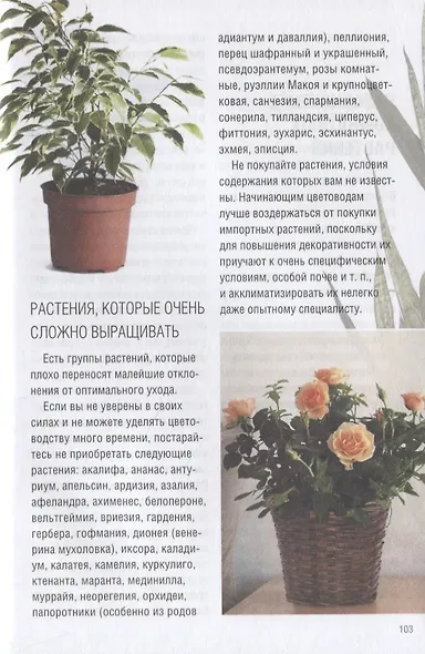 Все о комнатных растениях - фото 5