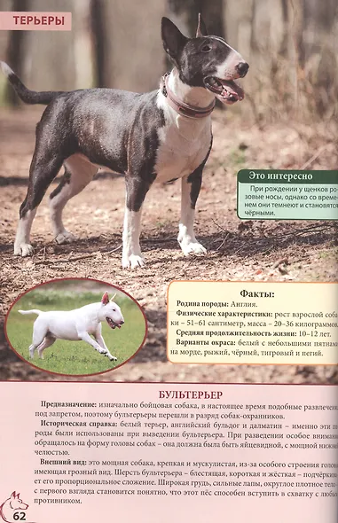 ЭНЦИКЛОПЕДИЯ. ЭНЦИКЛОПЕДИЯ О КОШКАХ И СОБАКАХ - фото 3