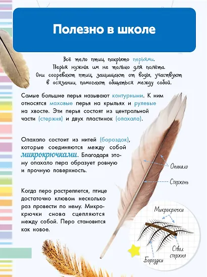 Птицы - фото 7