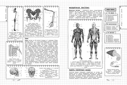 Биология. 5-11 классы. Справочник в наглядных конспектах - фото 11