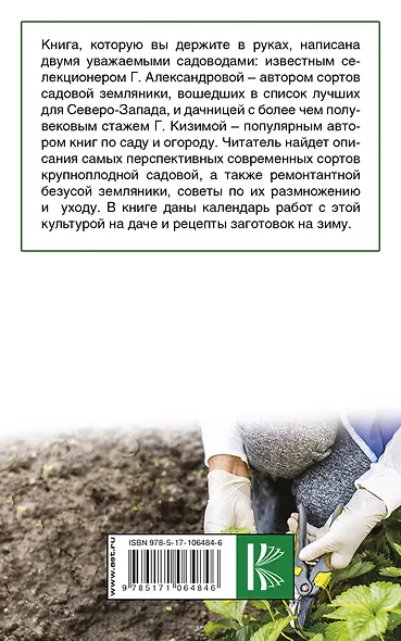 Крупноплодная садовая земляника: проверенные сорта, способы повышения урожая - фото 2