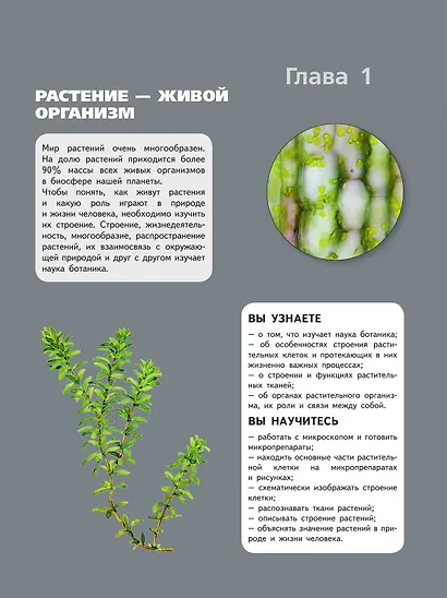 В пасечник. Биология 6 класс учебник базовый уровень пасечник. Биология 6 класс учебник базовый уровень пасечник. 6 класс. "бактерии.