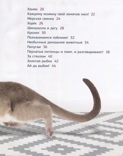 Домашние питомцы - фото 3