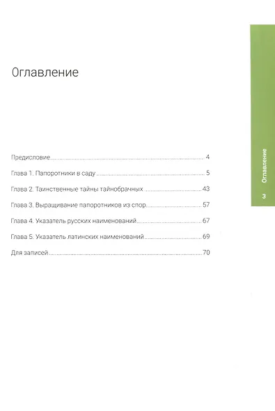 Папоротники в саду - фото 2