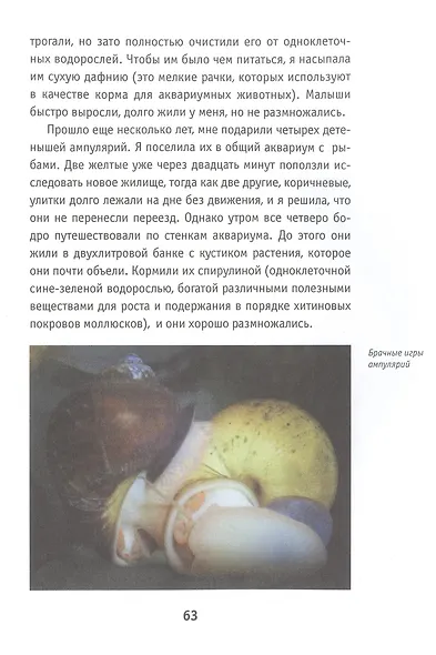 Ампулярия, риукин и другие… жители аквариума - фото 6