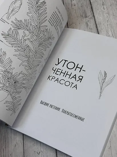 Ботаника. Атлас-раскраска - фото 5