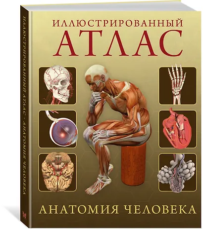 Иллюстрированный атлас. Анатомия человека - фото 3