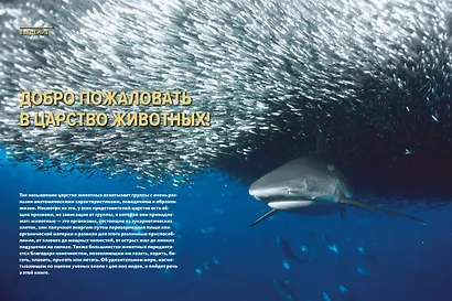 Тайны животных. Большая иллюстрированная энциклопедия - фото 8