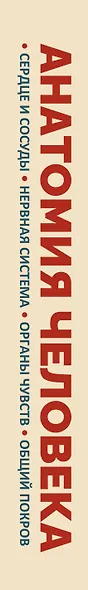 Анатомия человека. Сердце и сосуды, нервная система, органы чувств, общий покров - фото 5