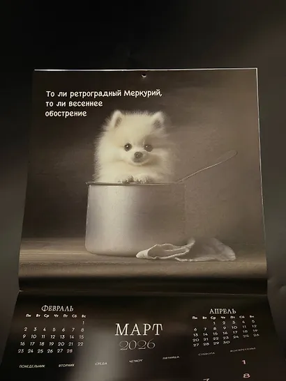 Шпицы. Календарь настенный на 2026 год (300х300) - фото 8
