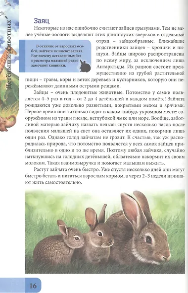 ЭНЦИКЛОПЕДИЯ. В МИРЕ ЗНАНИЙ. ДЕТЁНЫШИ ЖИВОТНЫХ - фото 5