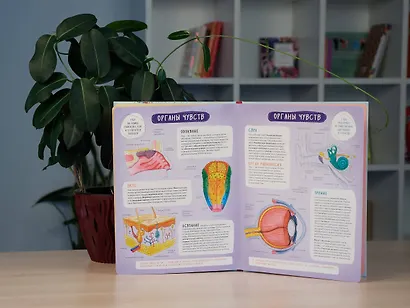 Тело человека. Интерактивный атлас по анатомии с вырубкой. Разбери свое тело на 6 систем. Слой за слоем - фото 9