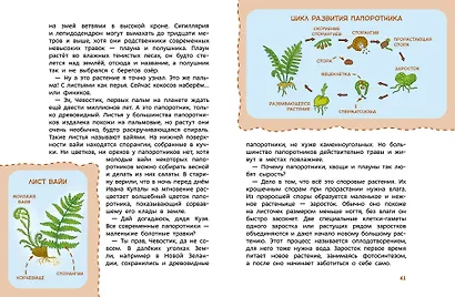 Растения и грибы. Детская энциклопедия (Чевостик) - фото 11