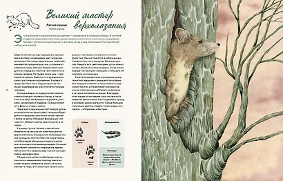 Наши соседи по планете. Рассказы о диких животных - фото 6