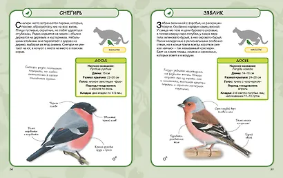 Птицы - фото 7