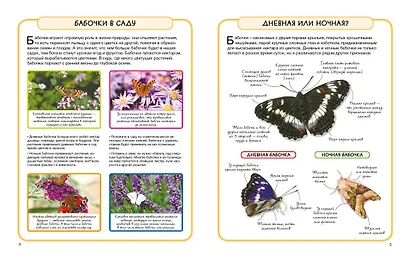 Бабочки - фото 2